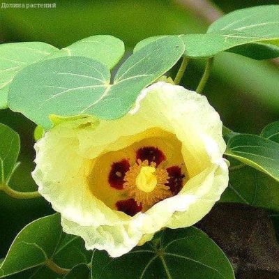 Теспезия Суматра Теспезия Суматра фото