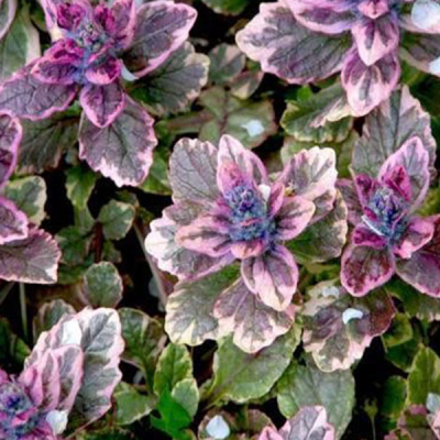 Живучка ползучая "Шугар Плам" Живучка ползучая "Шугар Плам" фото