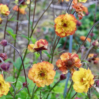 Гравилат Нонна , С1,5 Гравилат Нонна , С1,5 фото