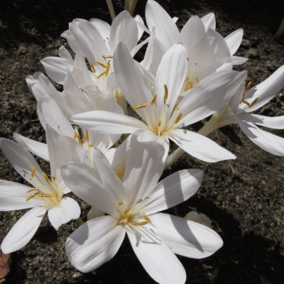 Безвременник Осенний Альбум Безвременник Осенний Альбум фото