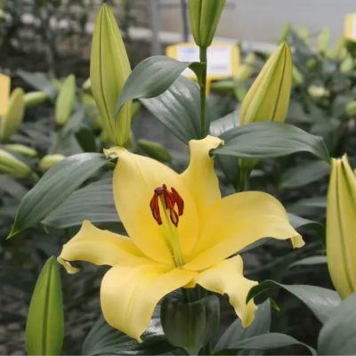 Лилия Элдорет Лилия Элдорет - Dolina-Sad.Ru