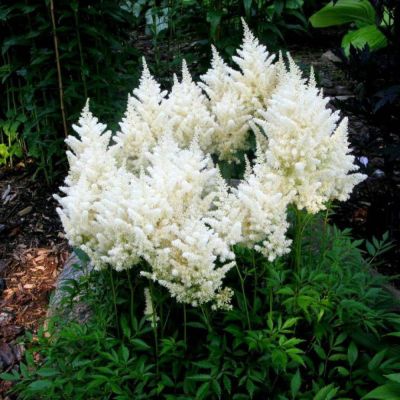 Астильба Файерворкс Уайт Астильба Файерворкс Уайт - Dolina-Sad.Ru