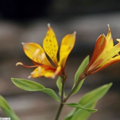 Альстромерия Глори оф зе Андес Альстромерия Глори оф зе Андес - Dolina-Sad.Ru