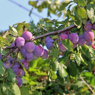 Слива Венера Слива Венера - Dolina-Sad.Ru