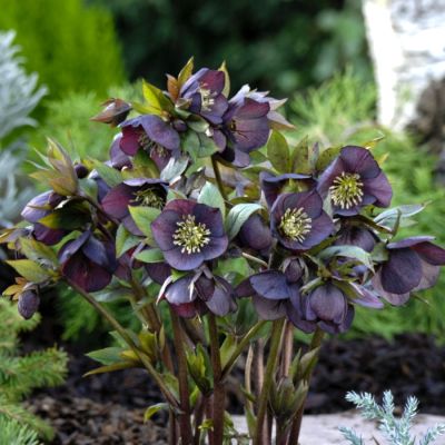 Морозник Дабл Блэк - Dolina-Sad.Ru