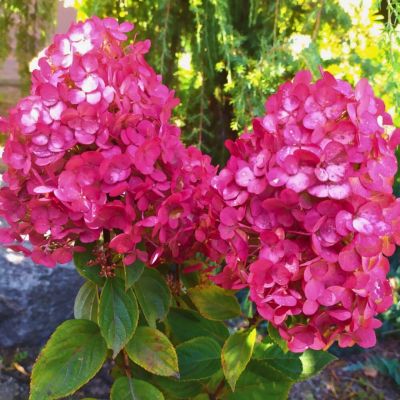 Гортензия метельчатая Самарская Лидия, С3 - Dolina-Sad.Ru