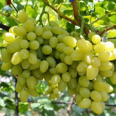 Виноград Бажена Виноград Бажена фото