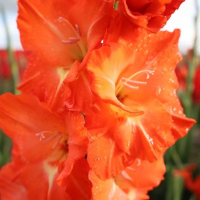 Гладиолус Сторми - Dolina-Sad.Ru