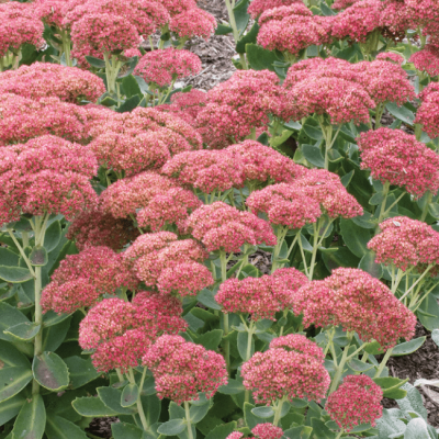 Седум гибридный Аутумн Джой фото