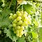 Виноград Аркадия Виноград Аркадия фото