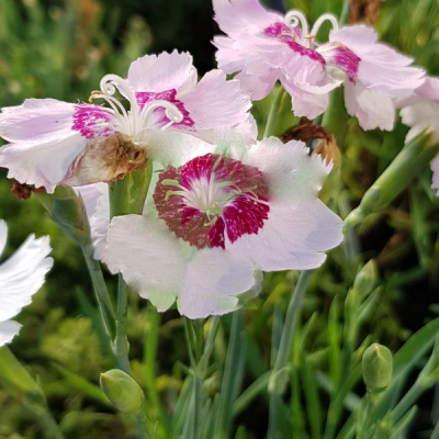 Гвоздика перистая "Дикси Пинк" Гвоздика перистая "Дикси Пинк" фото