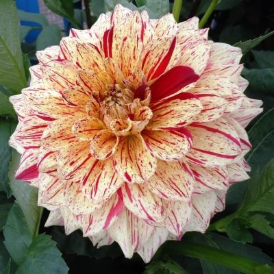 Георгина Глориоза фото