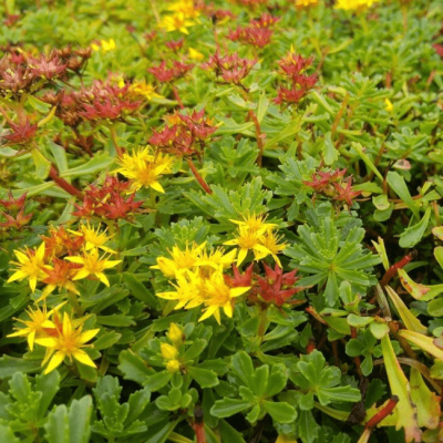 Седум камчатский цветоносный фото