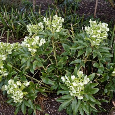 Морозник падуболистный - Dolina-Sad.Ru