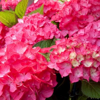 Гортензия крупнолистная Сельма Гортензия крупнолистная Сельма фото