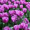 Тюльпан Алиби Тюльпан Алиби фото