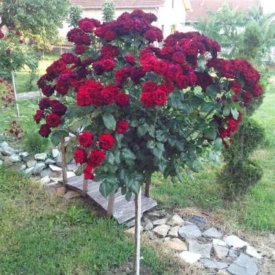 Роза штамбовая Нина Вейбул - Dolina-Sad.Ru