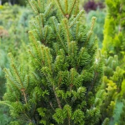 Пихта белая Пирамидалис Пихта белая Пирамидалис фото