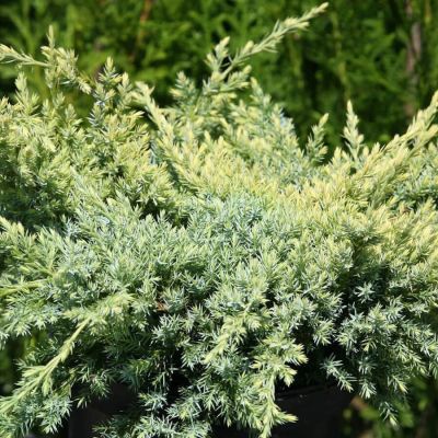 Можжевельник чешуйчатый Холгер, С3 Можжевельник чешуйчатый Холгер, С3 - Dolina-Sad.Ru