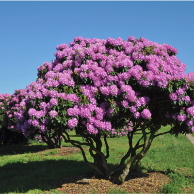 Рододендрон древовидный Пинк Рододендрон древовидный Пинк - Dolina-Sad.Ru