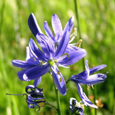 Камассия Кузика Камассия Кузика фото