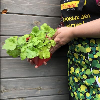 Гейхера Литтл Кьюти Свит Тарт , С1,5 Гейхера Литтл Кьюти Свит Тарт , С1,5 фото