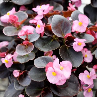 Бегония Аккорд фото