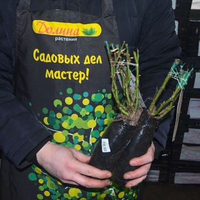 Роза Нью Имейдж Роза Нью Имейдж фото