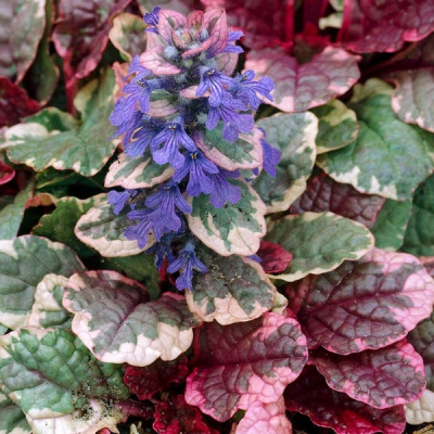 Живучка ползучая "Шугар Плам" Живучка ползучая "Шугар Плам" фото