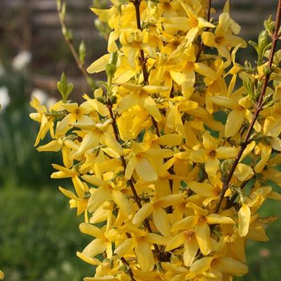 Форзиция Миниголд, С3 - Dolina-Sad.Ru