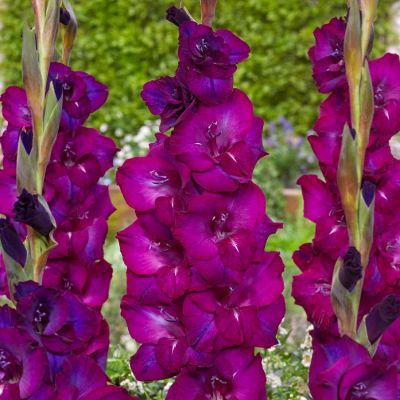 Гладиолус Некст Левел - Dolina-Sad.Ru