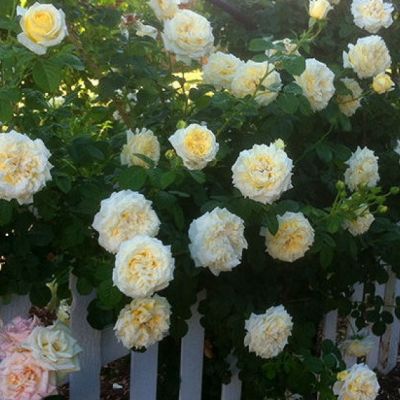 Роза Сирано де Бержерак Роза Сирано де Бержерак - Dolina-Sad.Ru