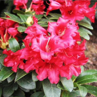 Рододендрон Бенгал Рододендрон Бенгал фото