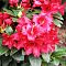 Рододендрон Бенгал Рододендрон Бенгал фото