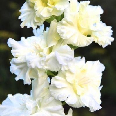 Гладиолус Мурманск - Dolina-Sad.Ru