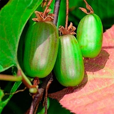 Актинидия коломикта Великански Актинидия коломикта Великански - Dolina-Sad.Ru