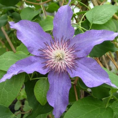 Клематис Дети Варшавы Клематис Дети Варшавы фото