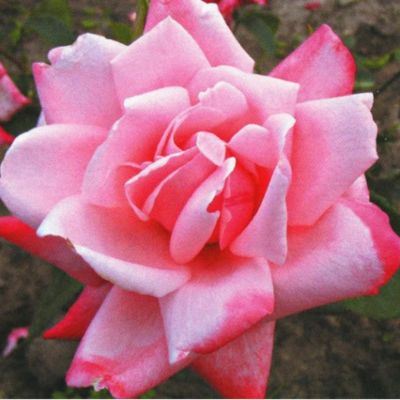 Роза Утро Москвы - Dolina-Sad.Ru