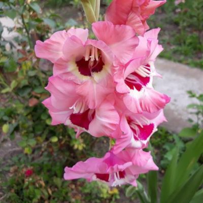 Гладиолус Сидни - Dolina-Sad.Ru