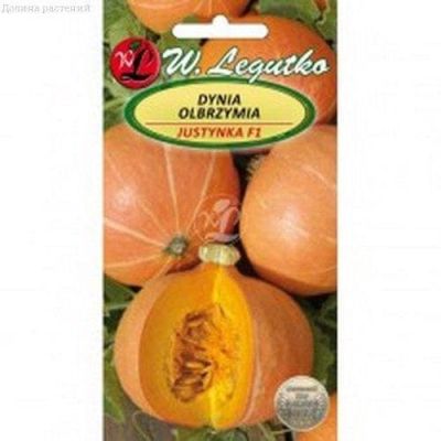 Тыква Юстинка (Польша) Тыква Юстинка (Польша) фото