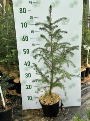 Ель ситхинская, С2 Ель ситхинская, С2 - Dolina-Sad.Ru