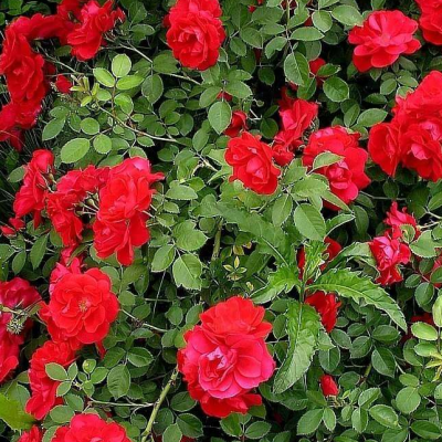 Роза Сантана Роза Сантана фото