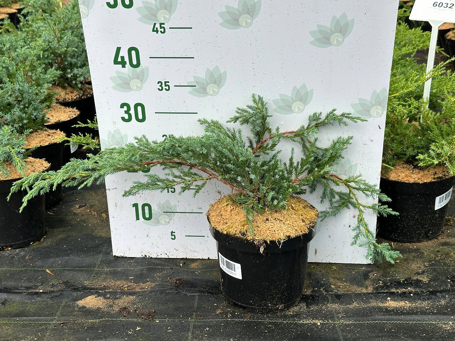 Можжевельник чешуйчатый Блю Карпет, С3 - Dolina-Sad.Ru