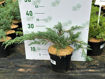 Можжевельник чешуйчатый Блю Карпет, С3 - Dolina-Sad.Ru