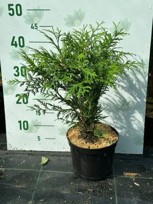 Туя западная Литл Чемпион, С2 Туя западная Литл Чемпион, С2 - Dolina-Sad.Ru