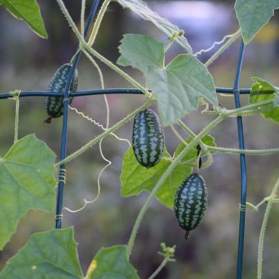 МЕЛОТРИЯ КОЛИБРИ (МИНИ-АРБУЗ) - Dolina-Sad.Ru