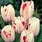 Тюльпан Карусель Тюльпан Карусель фото