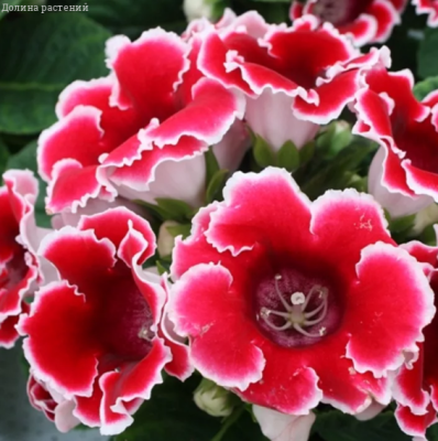Глоксиния Аванти красная с белым краем F1 Глоксиния Аванти красная с белым краем F1 фото