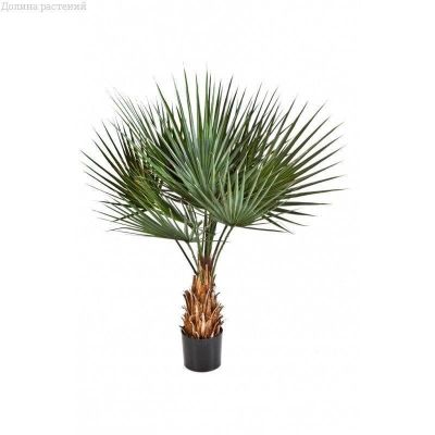 Пальма Вашингтония Нитчатая Пальма Вашингтония Нитчатая фото