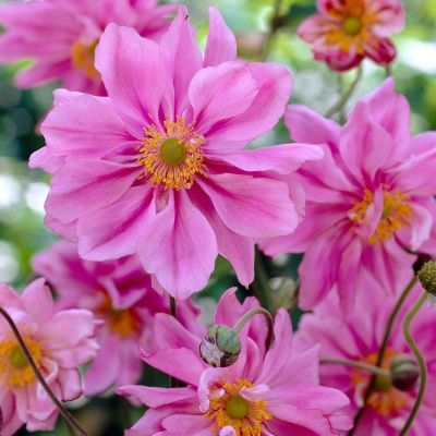 Анемона гибридная Леди Гилмор Анемона гибридная Леди Гилмор - Dolina-Sad.Ru